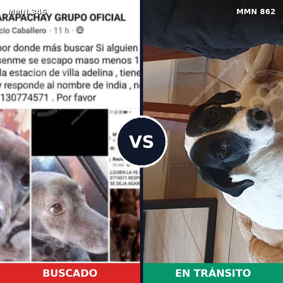 Comparativa MMS 13702: mascota perdida y mascota encontrada, 53% de similitud