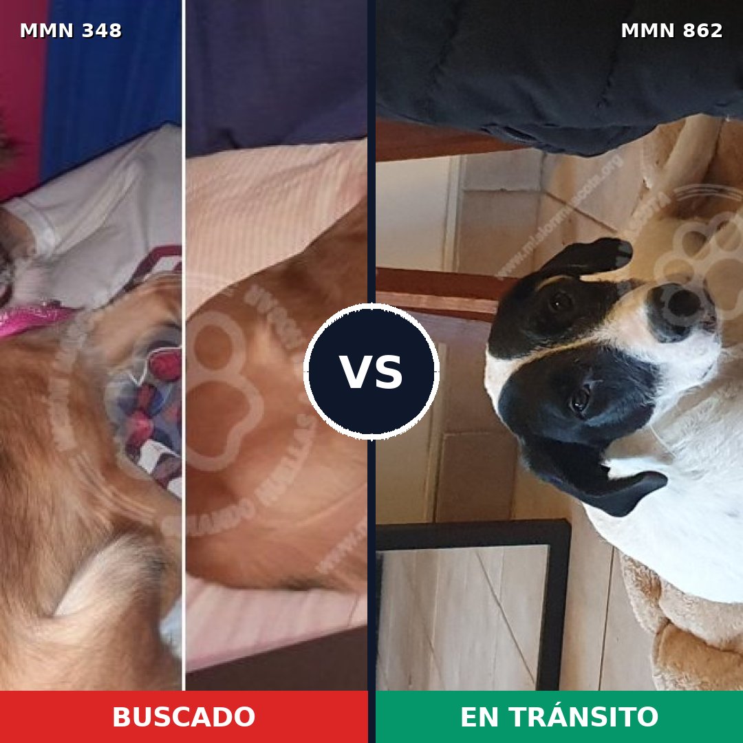 Comparativa MMS 13703: mascota perdida y mascota encontrada, 22% de similitud