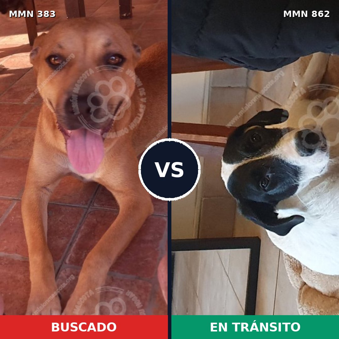 Comparativa MMS 13706: mascota perdida y mascota encontrada, 44% de similitud
