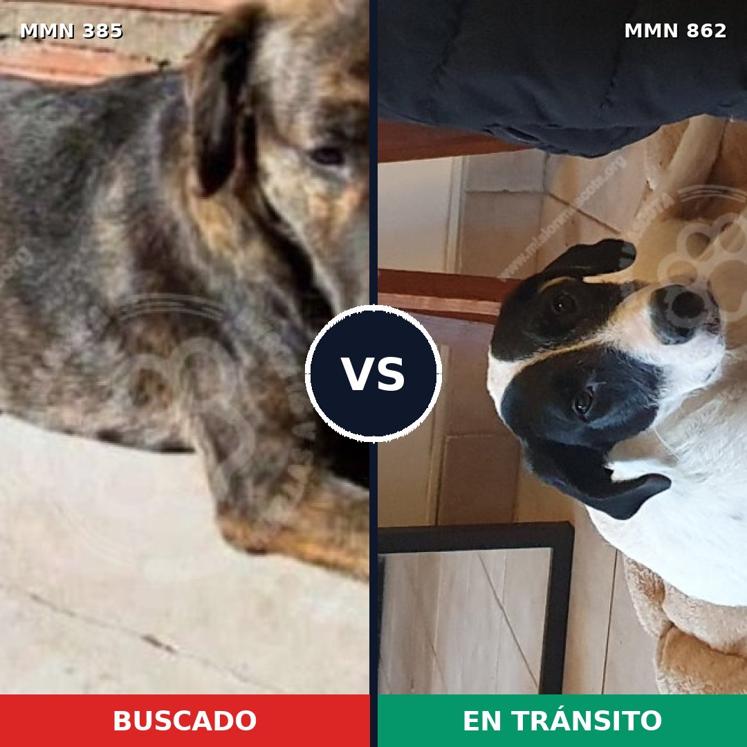 Comparativa MMS 13707: mascota perdida y mascota encontrada, 47% de similitud