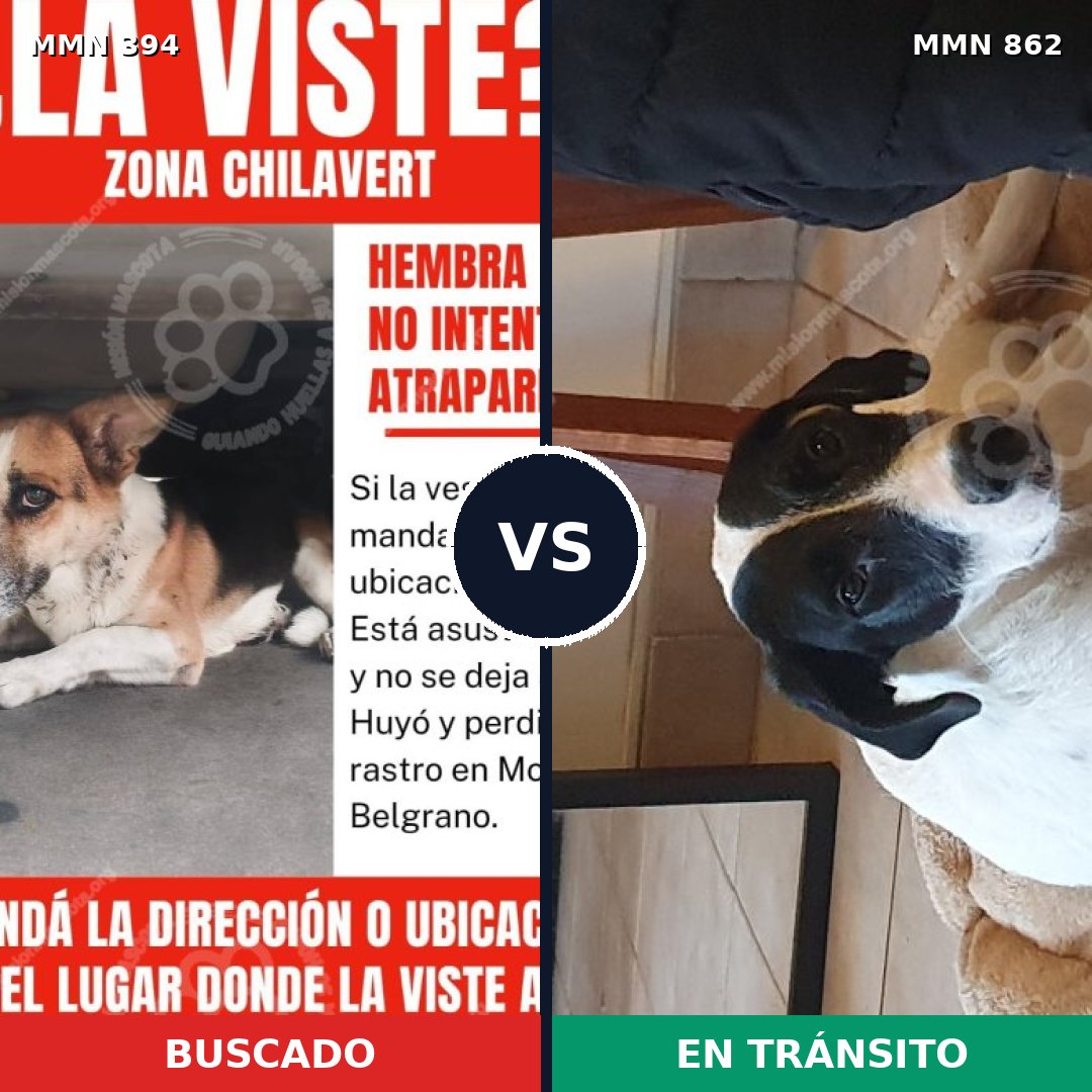 Comparativa MMS 13708: mascota perdida y mascota encontrada, 32% de similitud