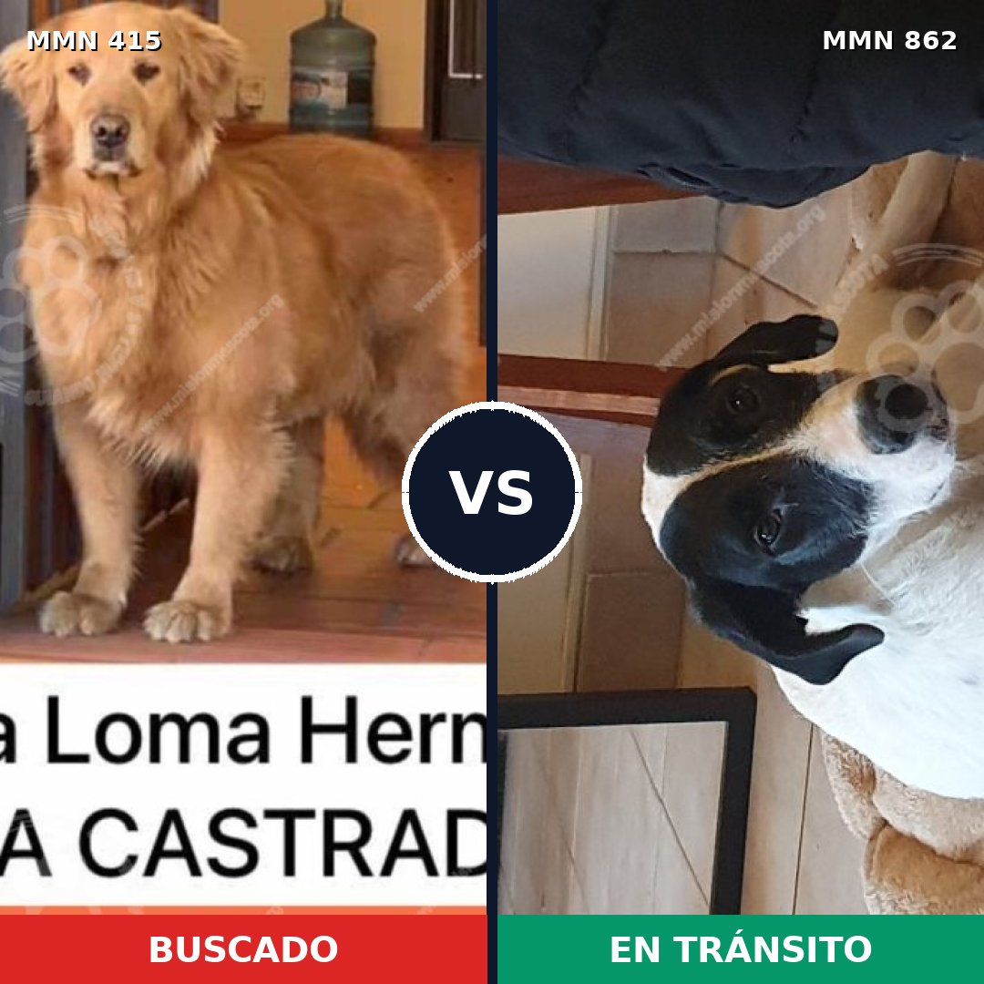 Comparativa MMS 13709: mascota perdida y mascota encontrada, 52% de similitud