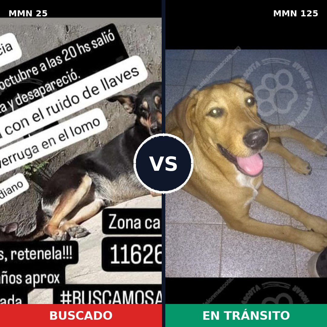 Comparativa MMS 1371: mascota perdida y mascota encontrada, 74% de similitud