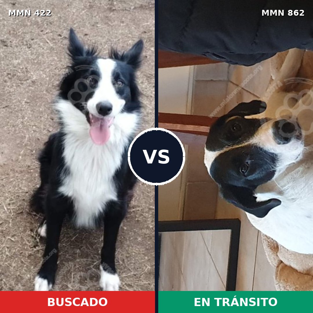 Comparativa MMS 13710: mascota perdida y mascota encontrada, 42% de similitud