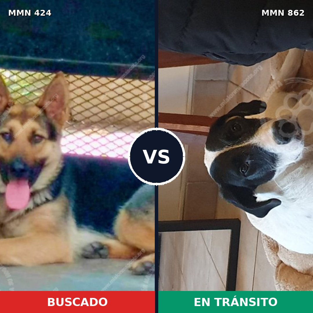 Comparativa MMS 13711: mascota perdida y mascota encontrada, 69% de similitud