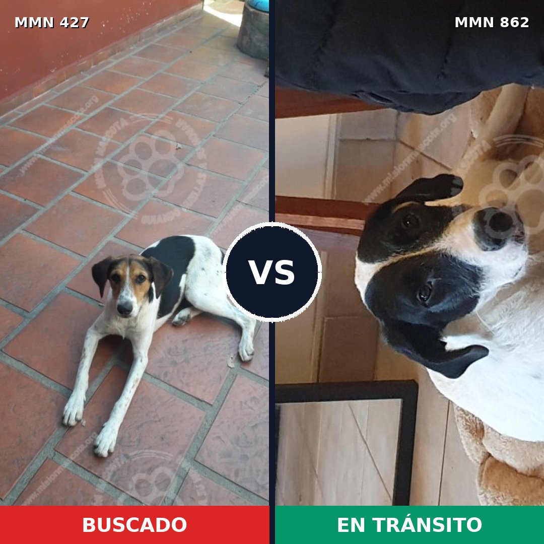 Comparativa MMS 13712: mascota perdida y mascota encontrada, 43% de similitud
