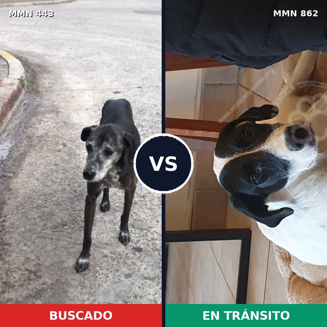Comparativa MMS 13713: mascota perdida y mascota encontrada, 52% de similitud