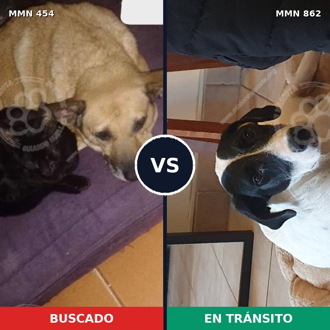 Comparativa MMS 13714: mascota perdida y mascota encontrada, 24% de similitud