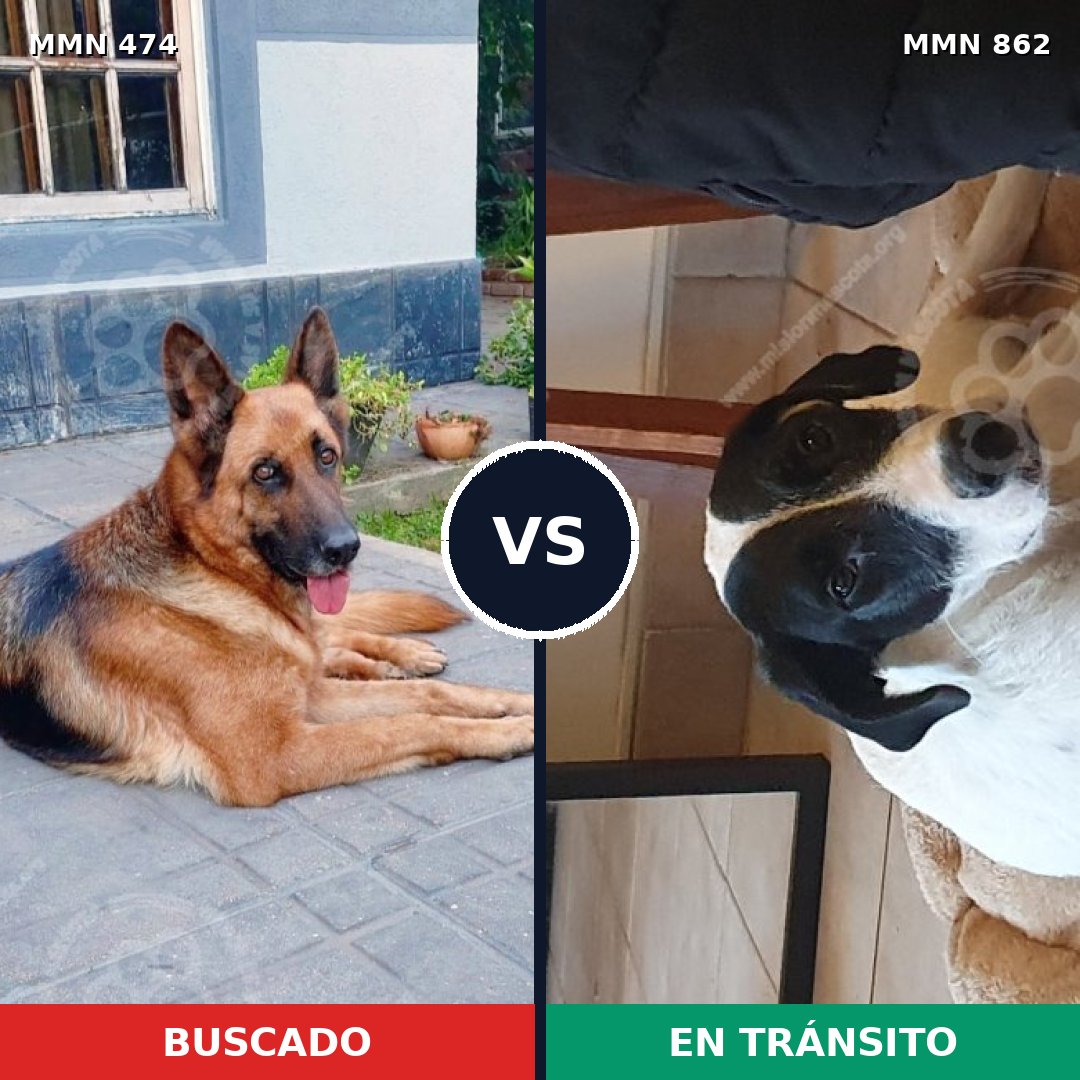 Comparativa MMS 13716: mascota perdida y mascota encontrada, 62% de similitud