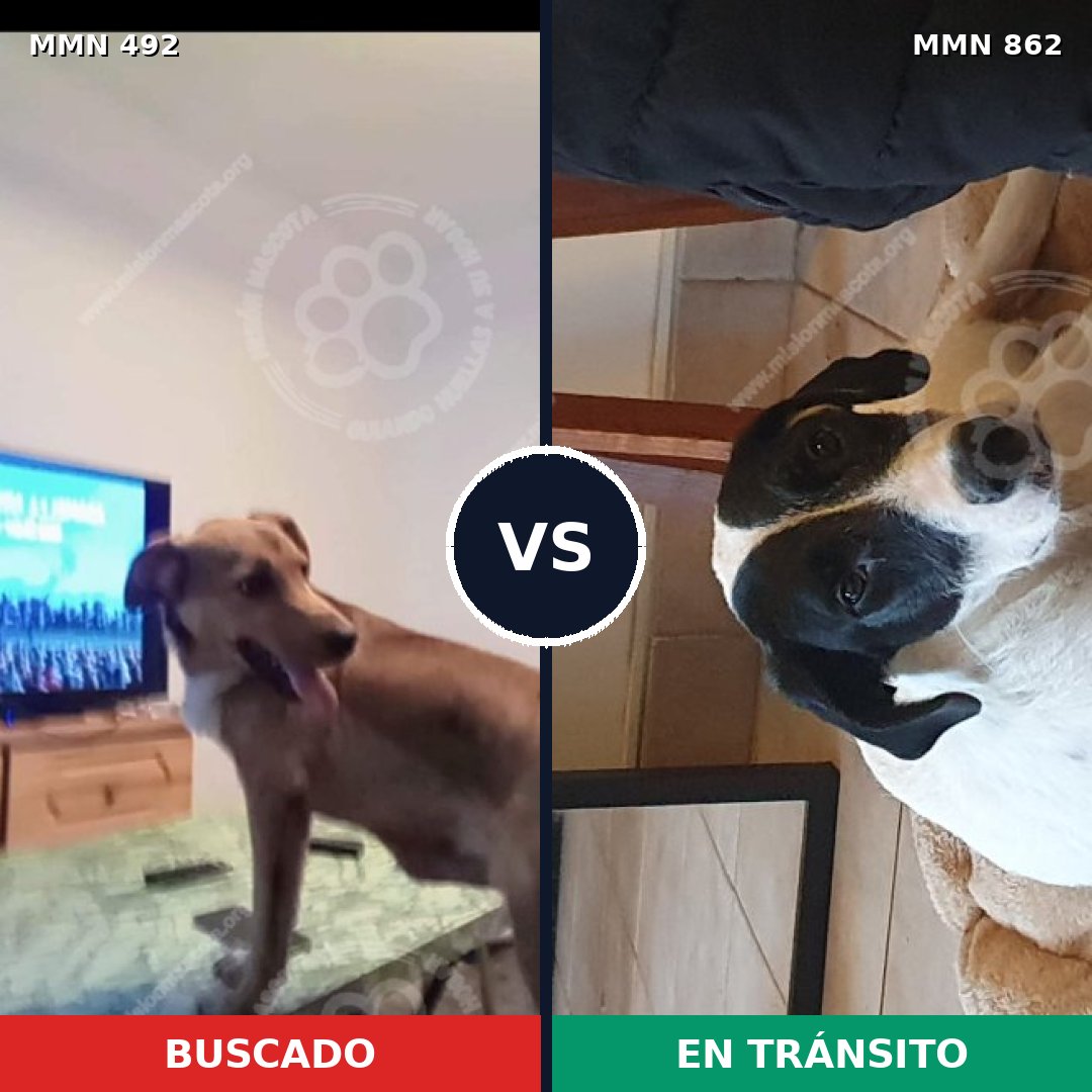 Comparativa MMS 13718: mascota perdida y mascota encontrada, 48% de similitud