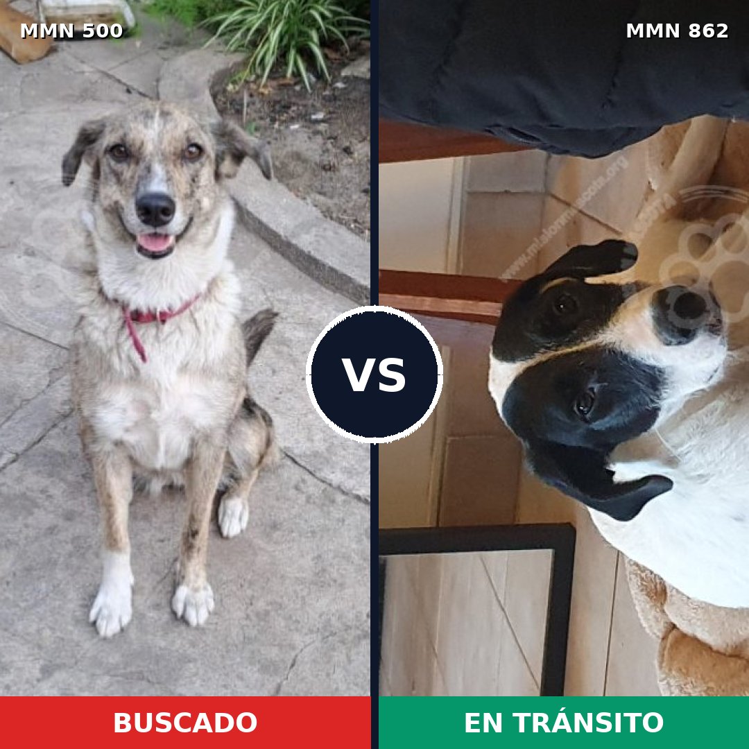 Comparativa MMS 13719: mascota perdida y mascota encontrada, 12% de similitud