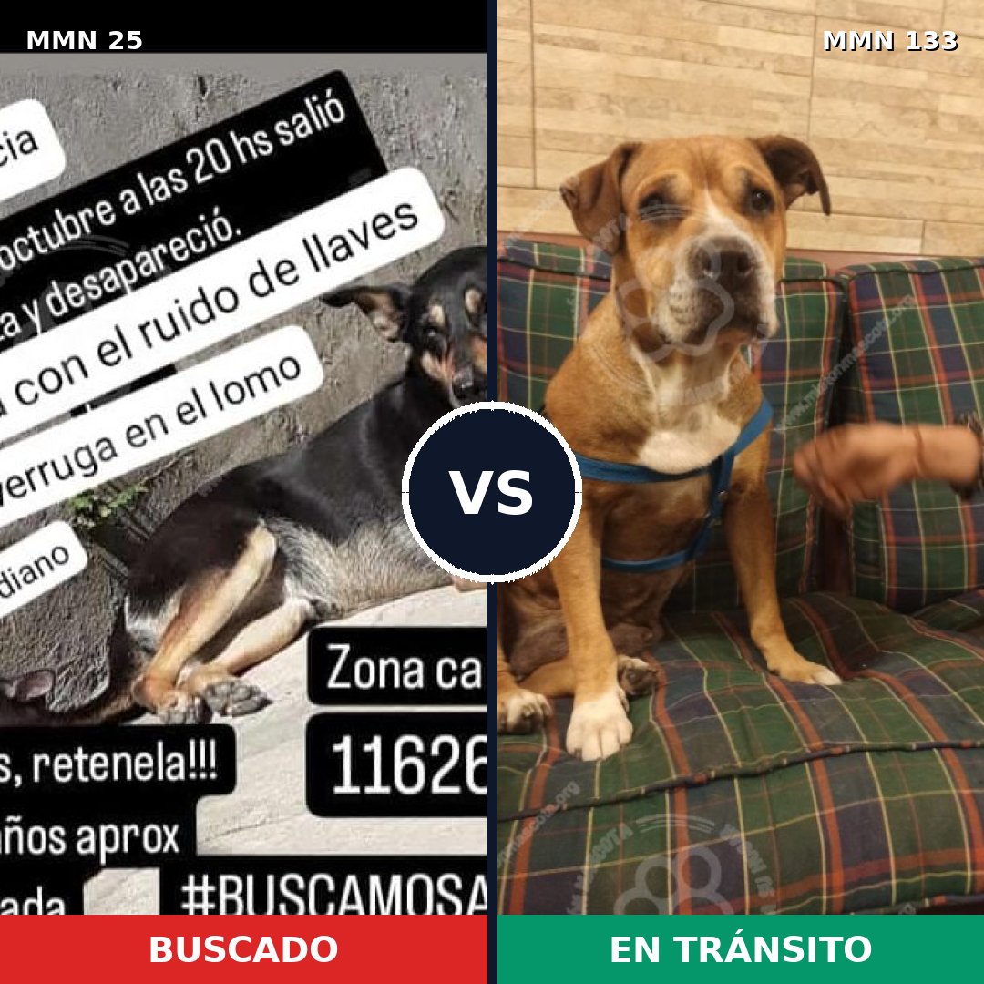 Comparativa MMS 1372: mascota perdida y mascota encontrada, 74% de similitud