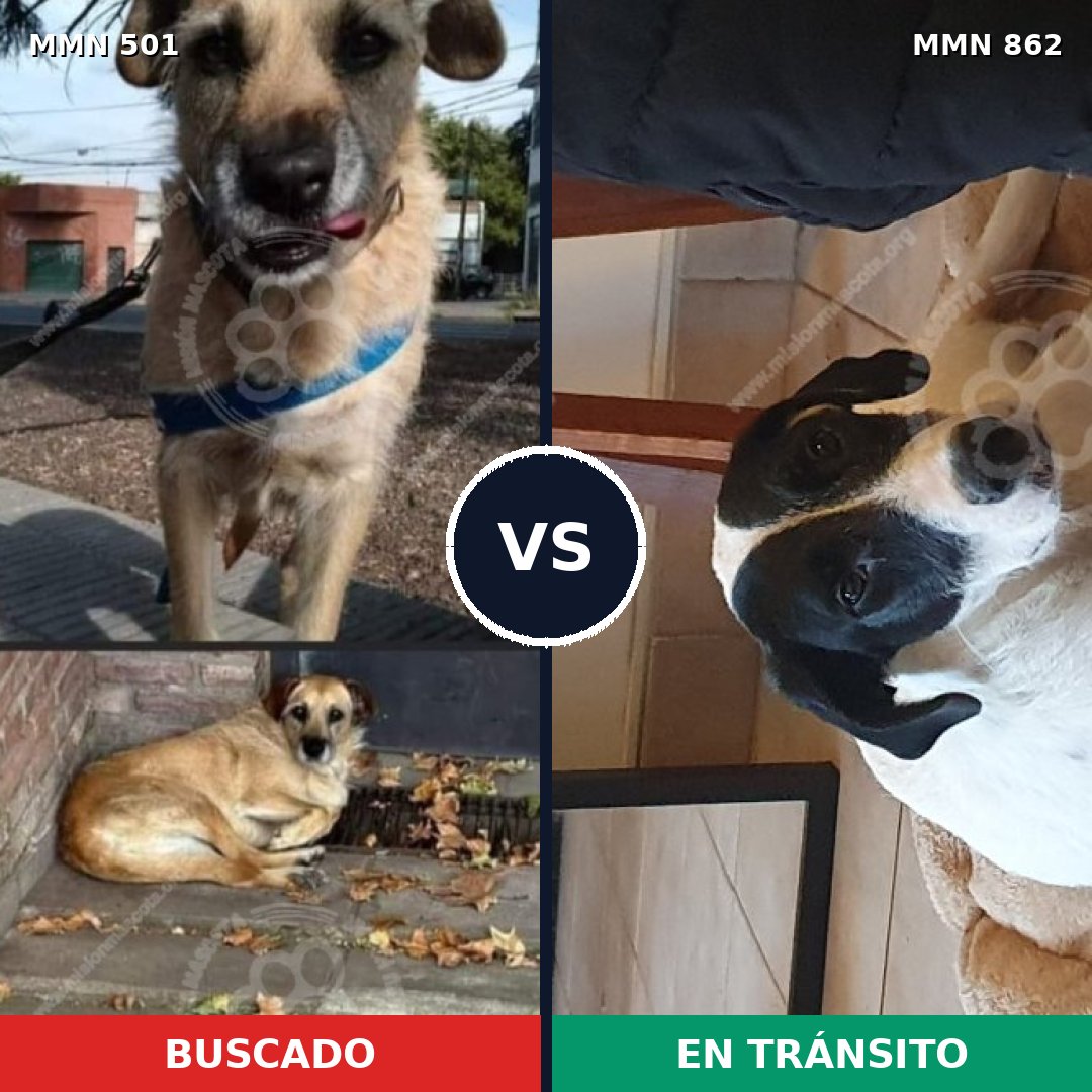 Comparativa MMS 13720: mascota perdida y mascota encontrada, 43% de similitud