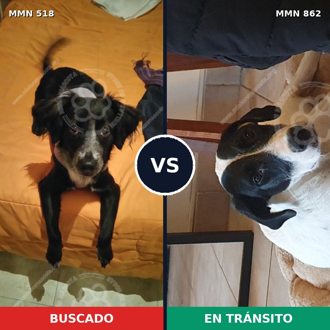 Comparativa MMS 13721: mascota perdida y mascota encontrada, 31% de similitud