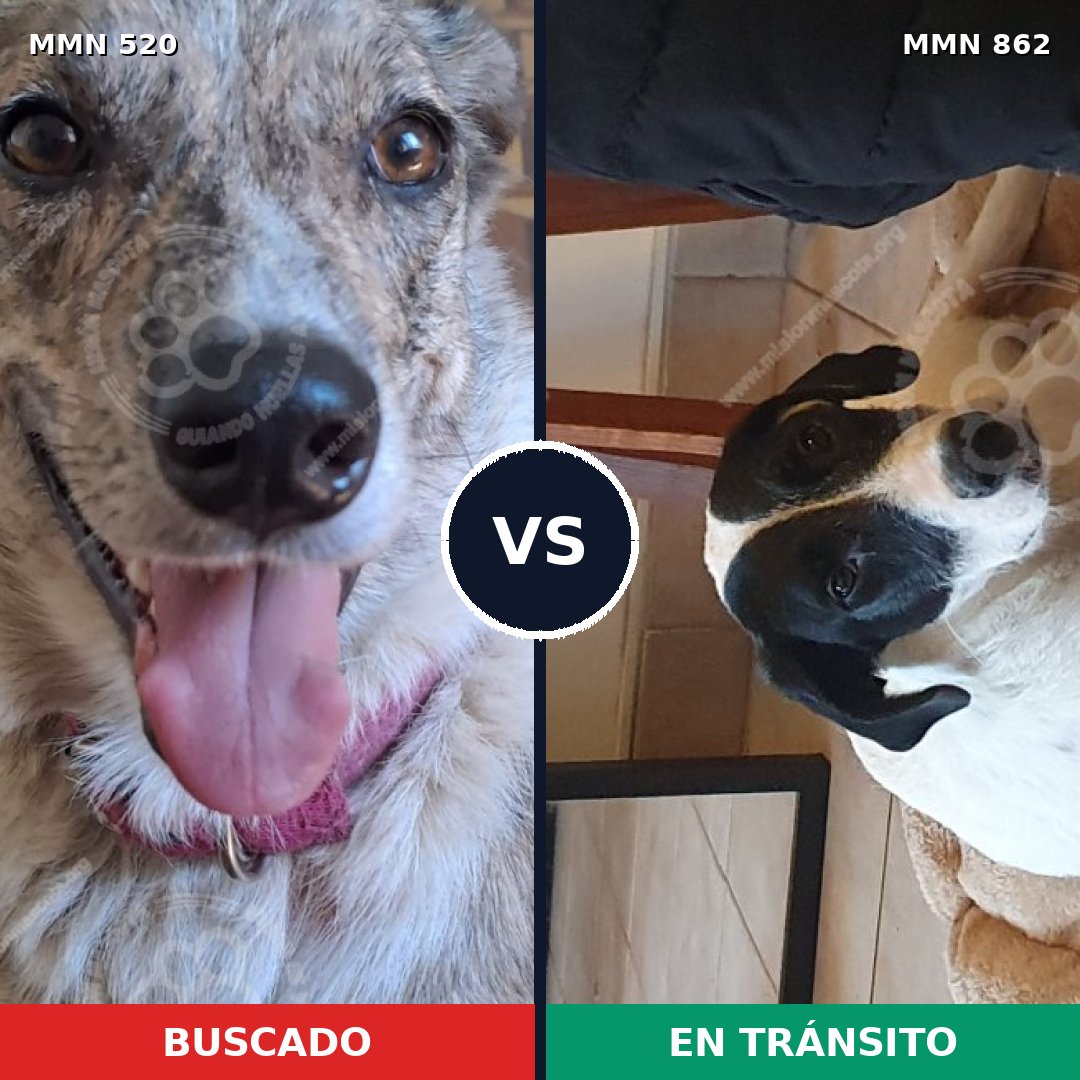 Comparativa MMS 13722: mascota perdida y mascota encontrada, 40% de similitud