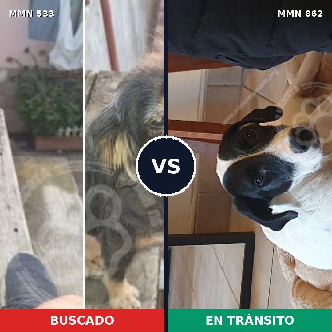 Comparativa MMS 13723: mascota perdida y mascota encontrada, 36% de similitud