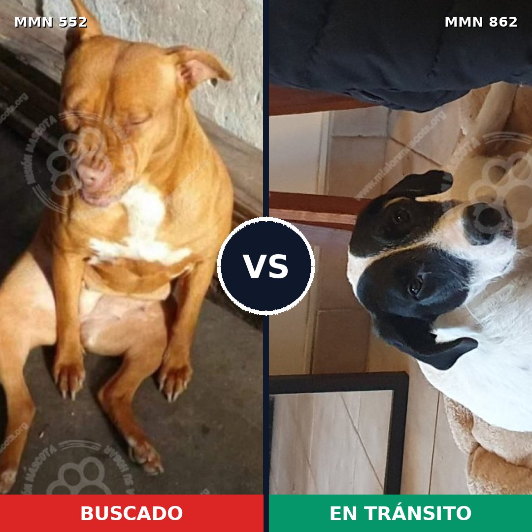 Comparativa MMS 13725: mascota perdida y mascota encontrada, 65% de similitud