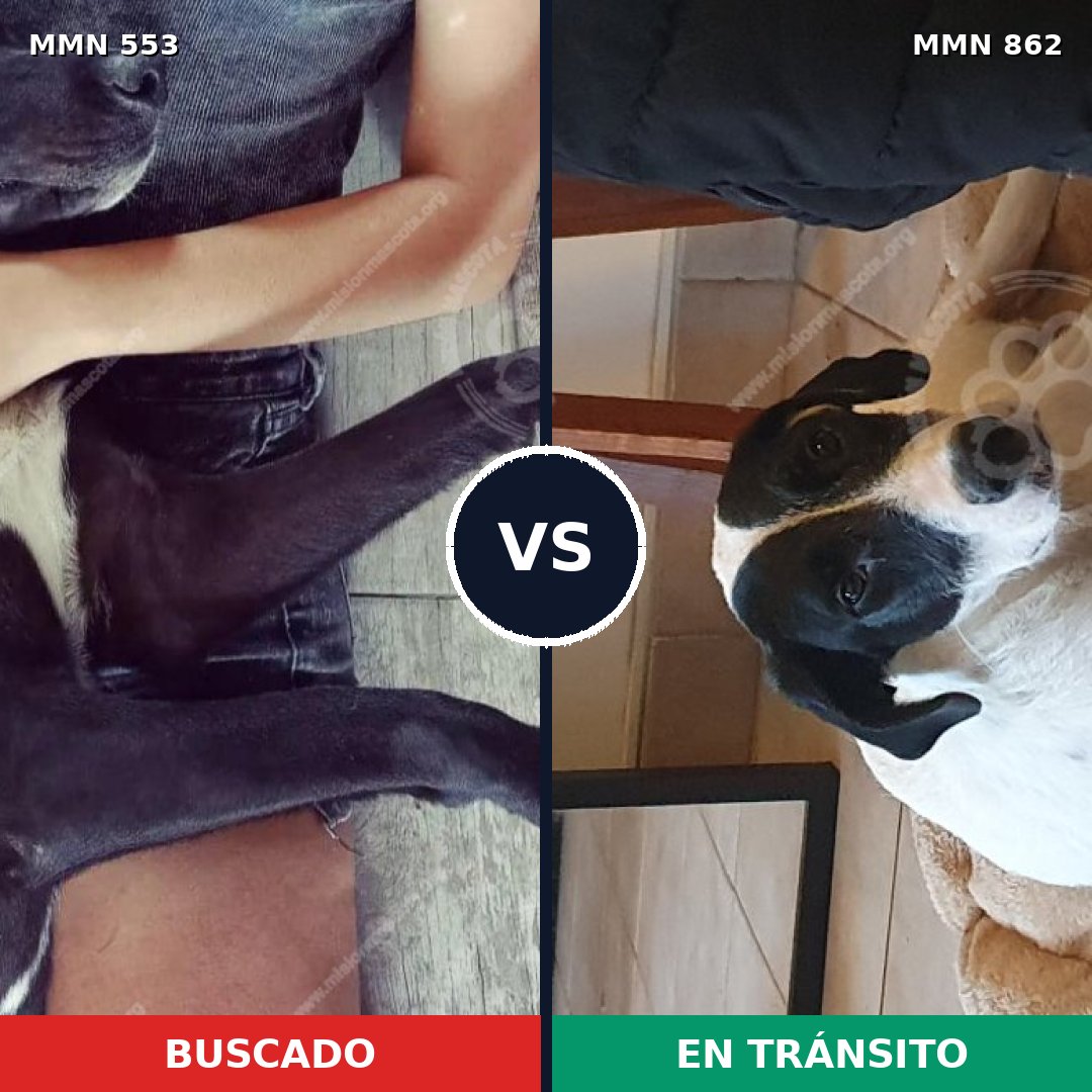 Comparativa MMS 13726: mascota perdida y mascota encontrada, 53% de similitud