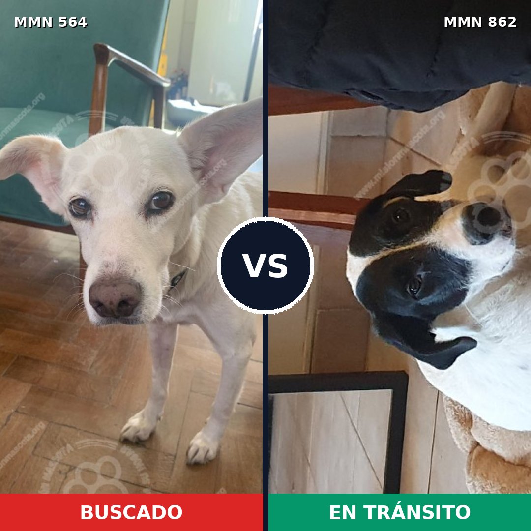 Comparativa MMS 13728: mascota perdida y mascota encontrada, 36% de similitud