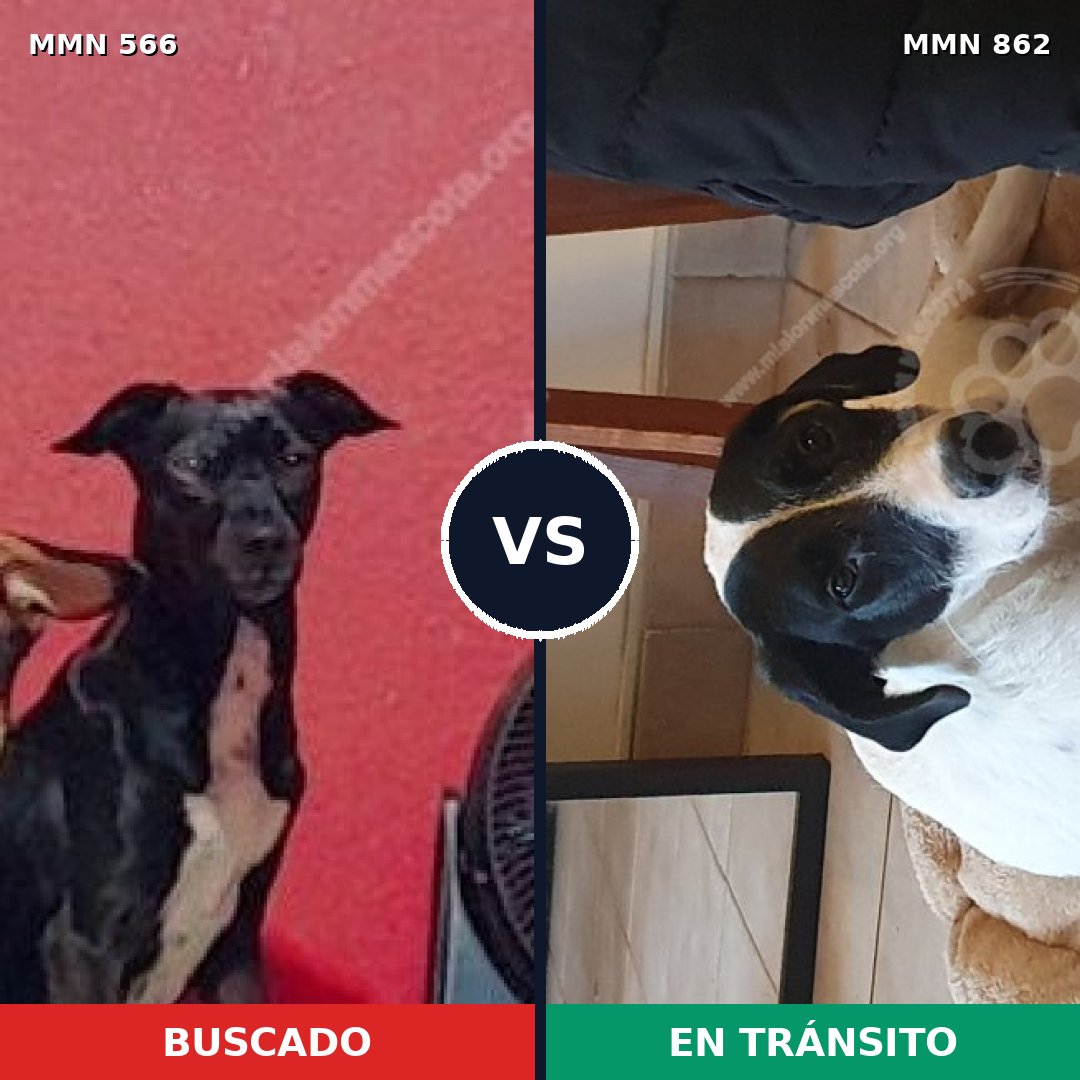 Comparativa MMS 13729: mascota perdida y mascota encontrada, 51% de similitud