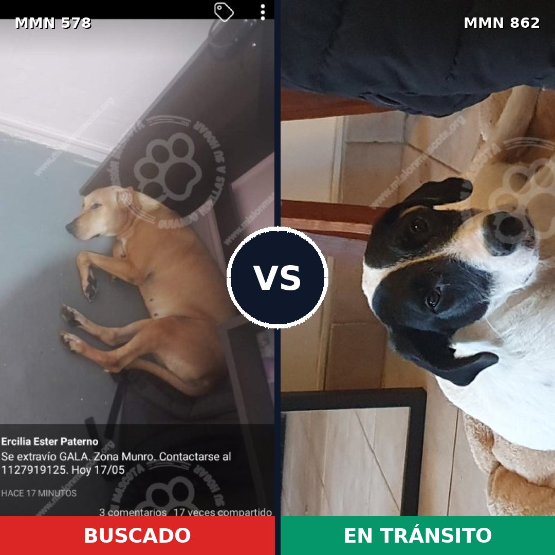 Comparativa MMS 13731: mascota perdida y mascota encontrada, 48% de similitud