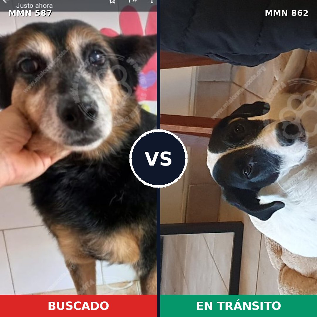 Comparativa MMS 13733: mascota perdida y mascota encontrada, 41% de similitud