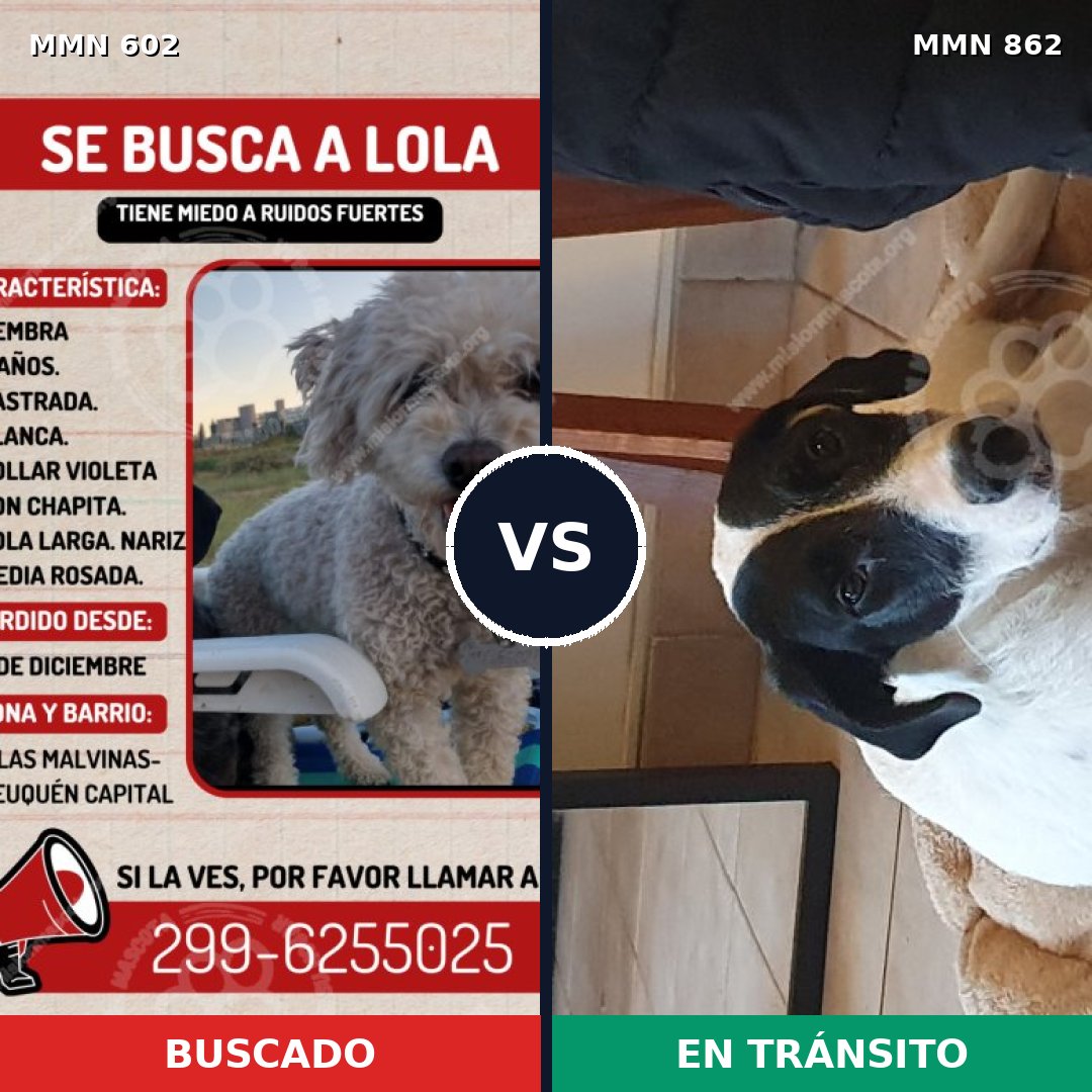 Comparativa MMS 13735: mascota perdida y mascota encontrada, 25% de similitud