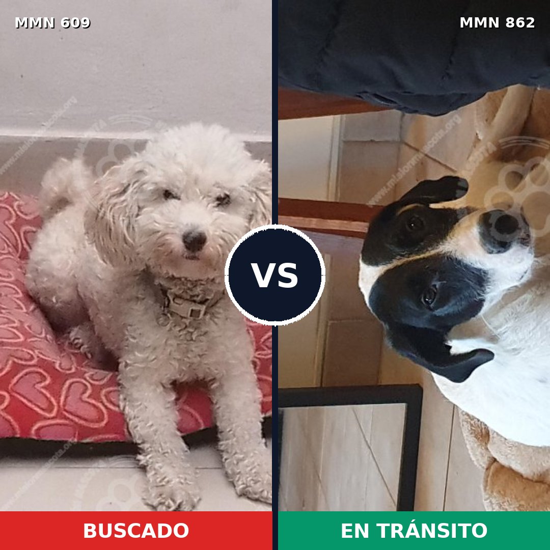 Comparativa MMS 13736: mascota perdida y mascota encontrada, 42% de similitud