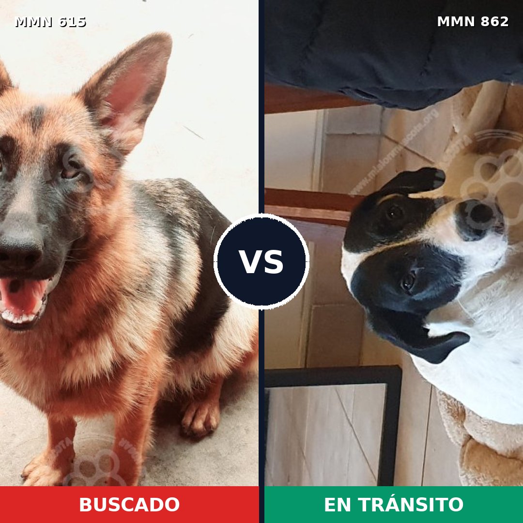 Comparativa MMS 13737: mascota perdida y mascota encontrada, 51% de similitud