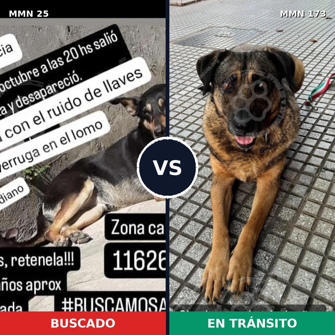 Comparativa MMS 1374: mascota perdida y mascota encontrada, 69% de similitud