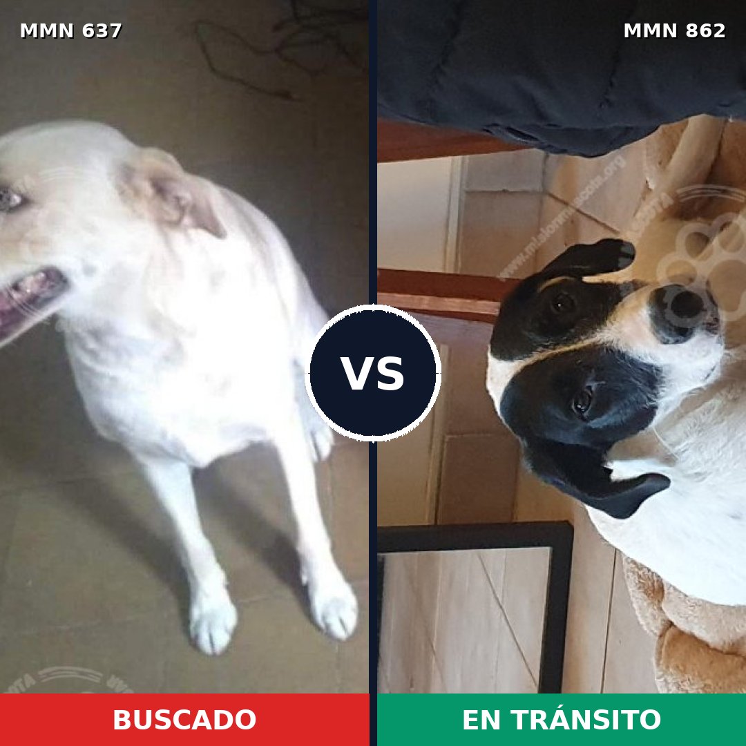 Comparativa MMS 13740: mascota perdida y mascota encontrada, 57% de similitud