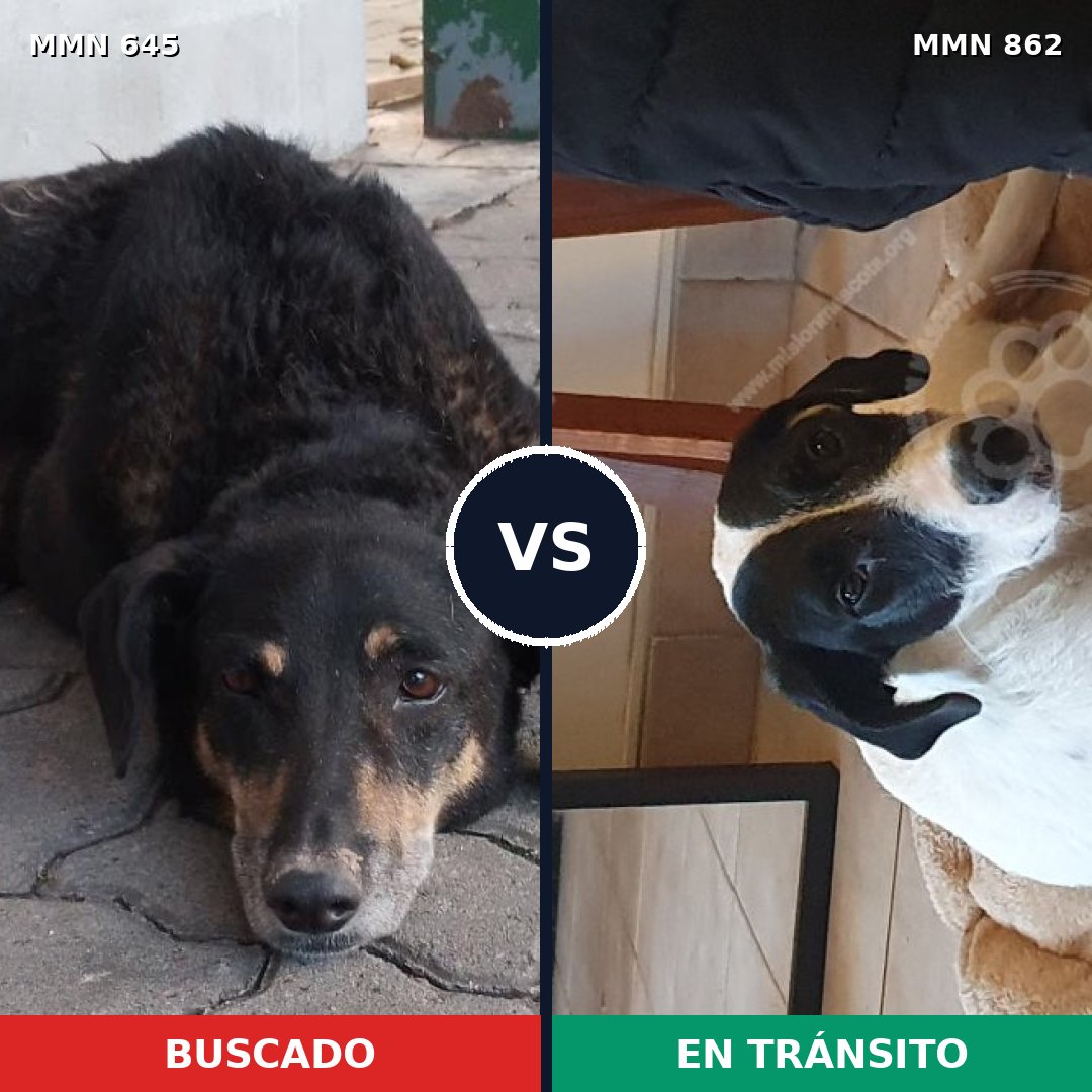 Comparativa MMS 13741: mascota perdida y mascota encontrada, 51% de similitud