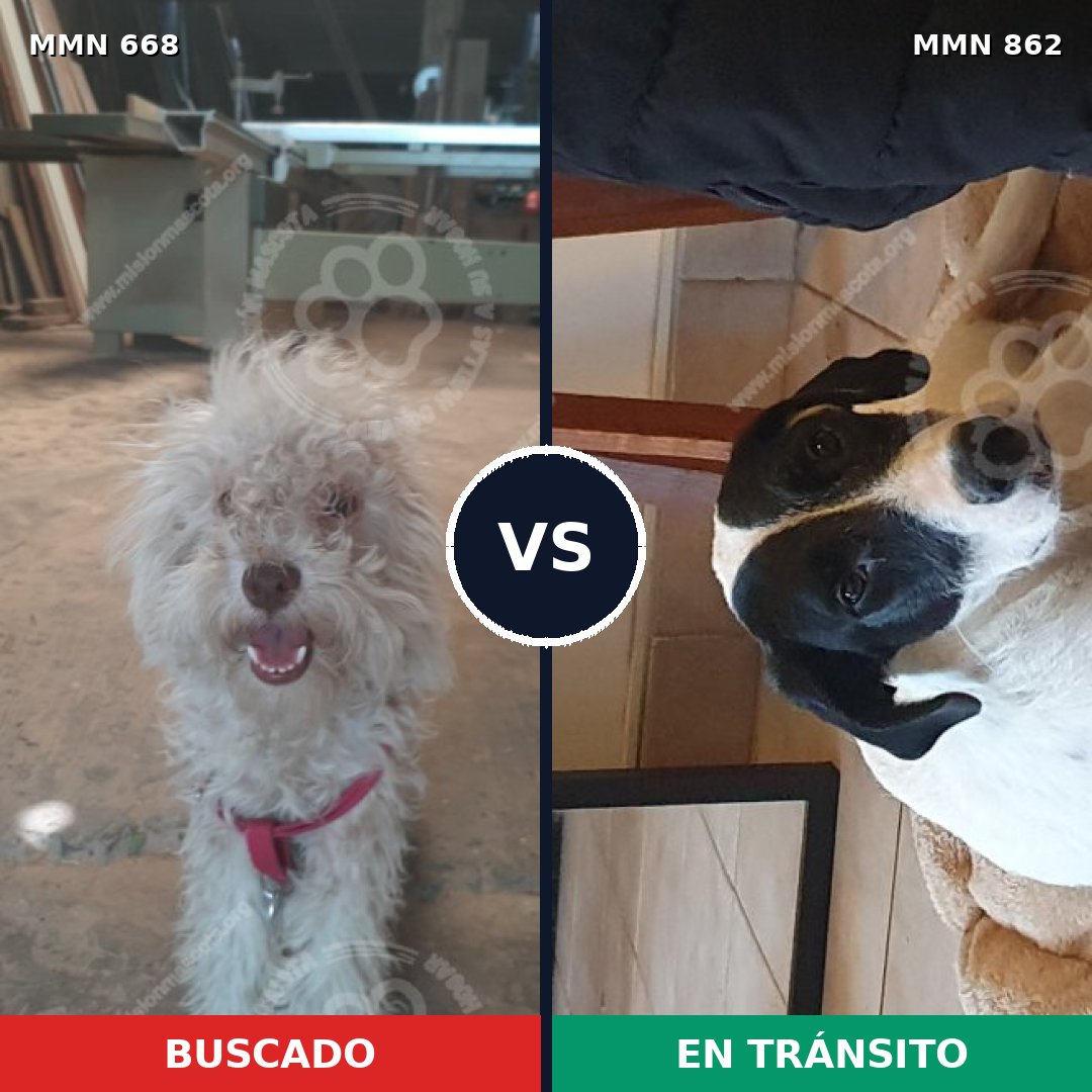 Comparativa MMS 13742: mascota perdida y mascota encontrada, 50% de similitud