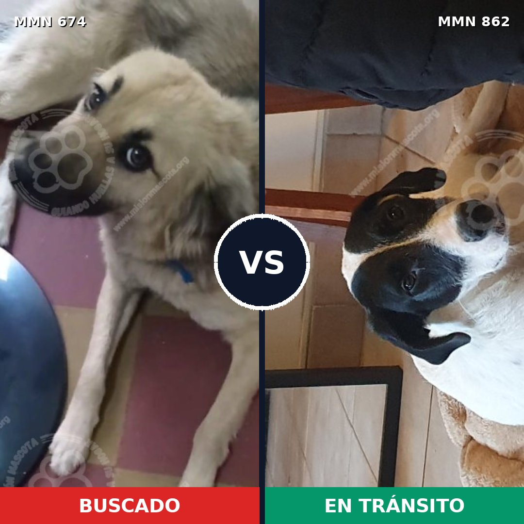 Comparativa MMS 13743: mascota perdida y mascota encontrada, 37% de similitud