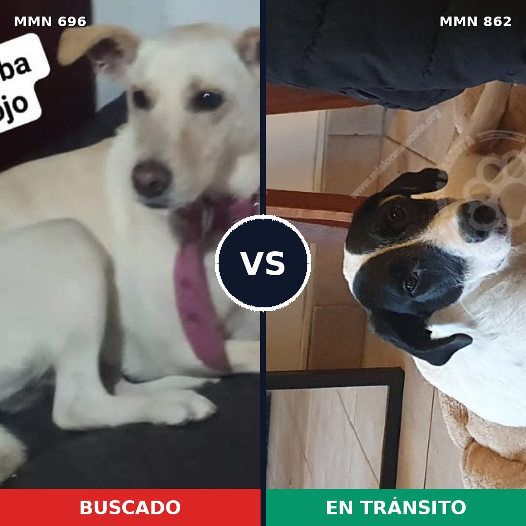 Comparativa MMS 13744: mascota perdida y mascota encontrada, 64% de similitud