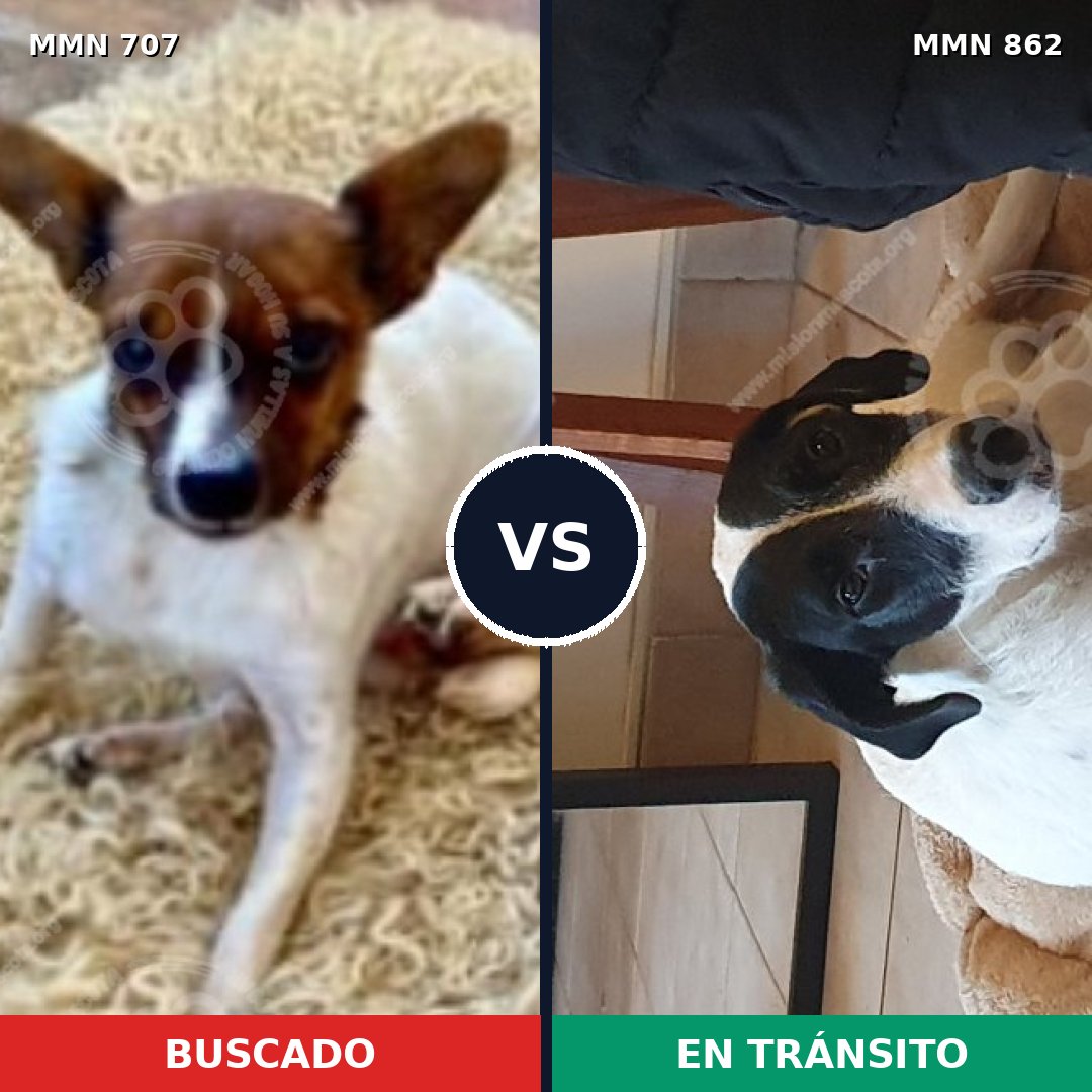 Comparativa MMS 13745: mascota perdida y mascota encontrada, 35% de similitud