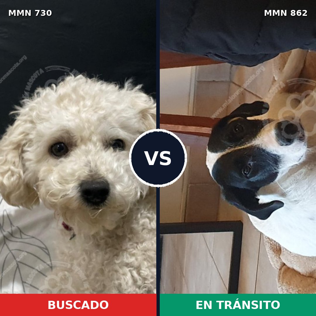 Comparativa MMS 13746: mascota perdida y mascota encontrada, 34% de similitud