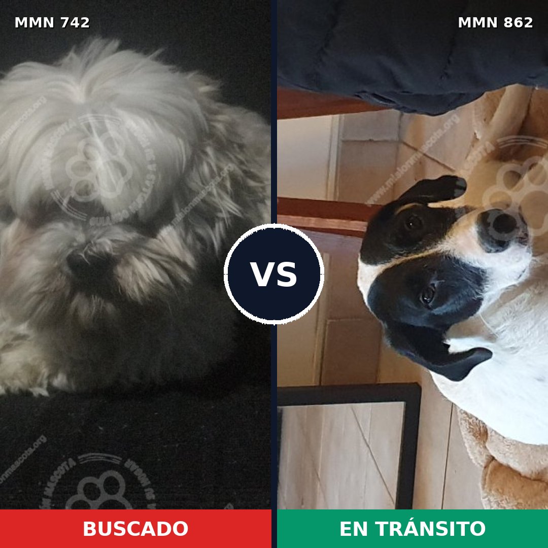 Comparativa MMS 13748: mascota perdida y mascota encontrada, 37% de similitud
