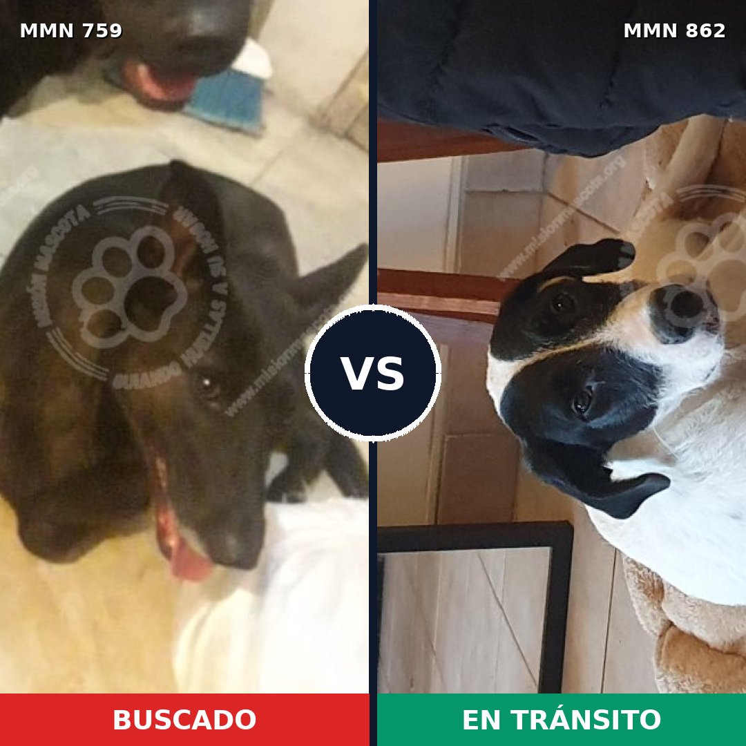 Comparativa MMS 13749: mascota perdida y mascota encontrada, 56% de similitud