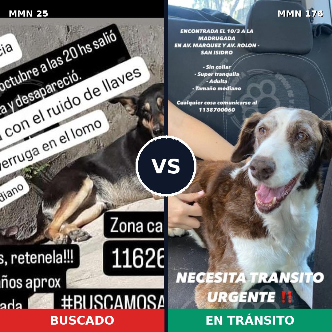 Comparativa MMS 1375: mascota perdida y mascota encontrada, 77% de similitud