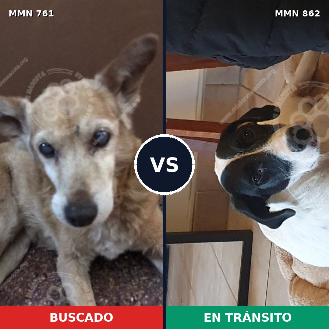 Comparativa MMS 13750: mascota perdida y mascota encontrada, 38% de similitud