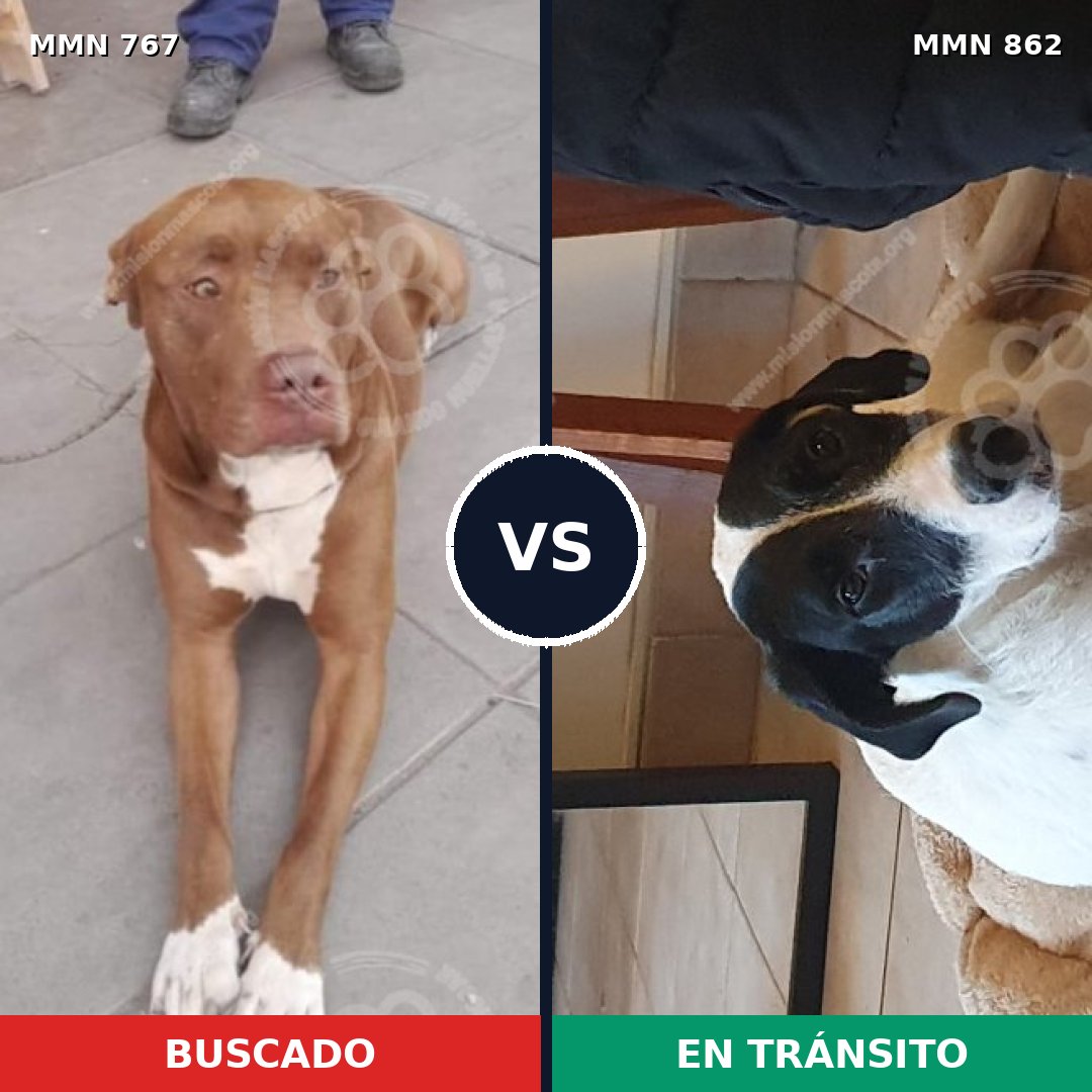 Comparativa MMS 13751: mascota perdida y mascota encontrada, 43% de similitud