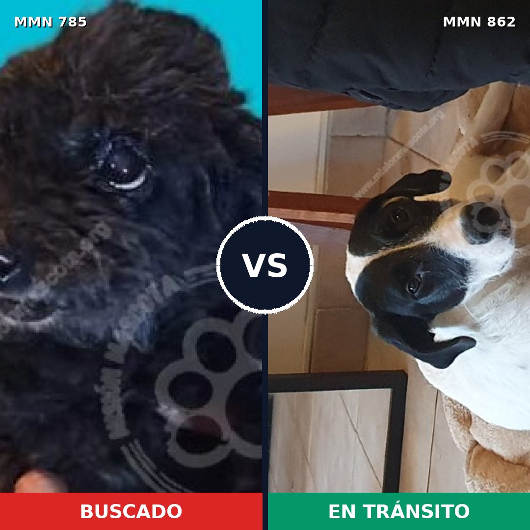 Comparativa MMS 13754: mascota perdida y mascota encontrada, 20% de similitud