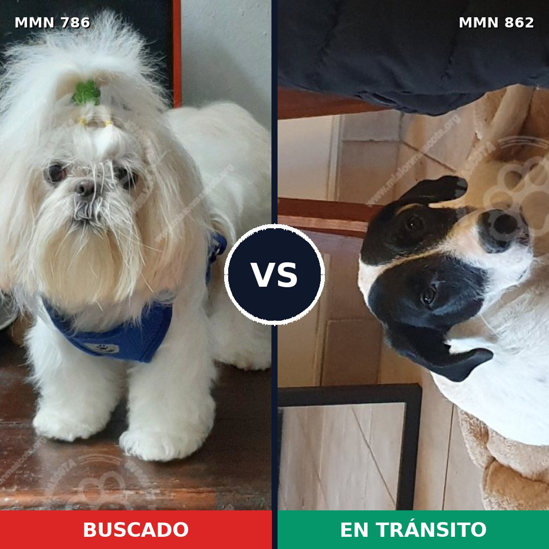 Comparativa MMS 13755: mascota perdida y mascota encontrada, 32% de similitud