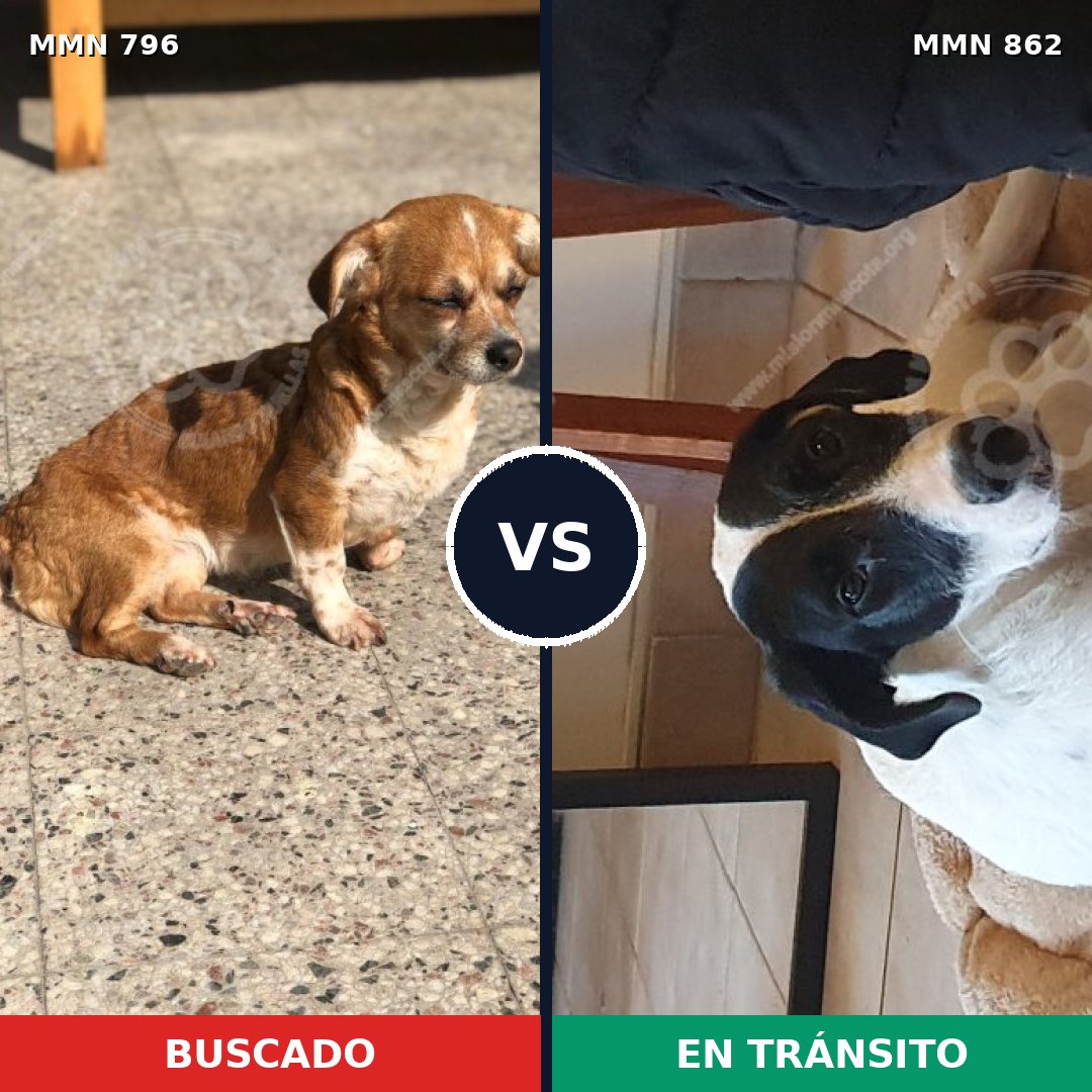 Comparativa MMS 13756: mascota perdida y mascota encontrada, 31% de similitud
