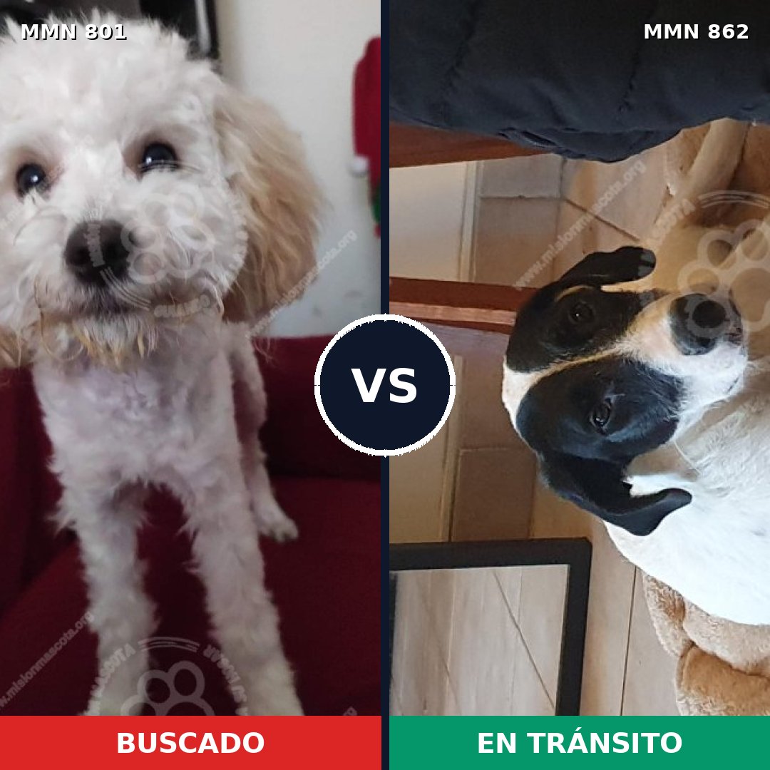 Comparativa MMS 13757: mascota perdida y mascota encontrada, 34% de similitud