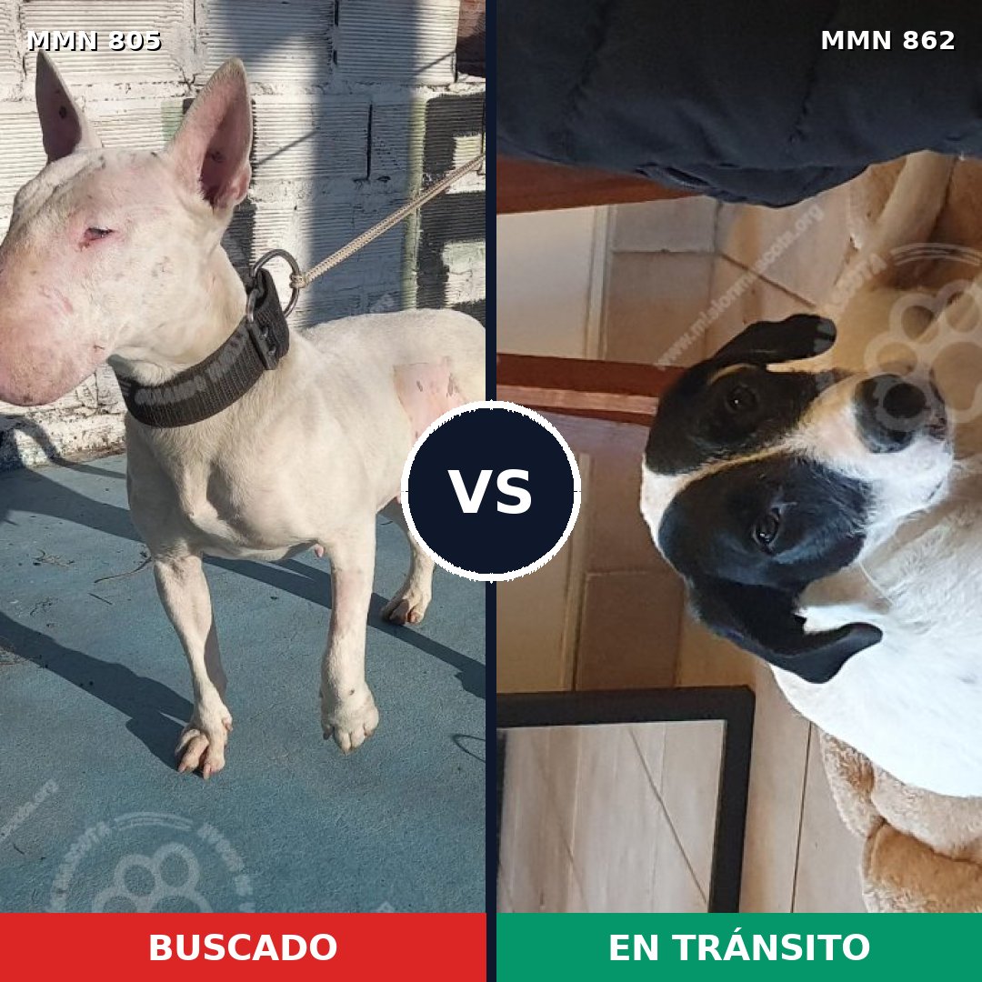 Comparativa MMS 13758: mascota perdida y mascota encontrada, 47% de similitud
