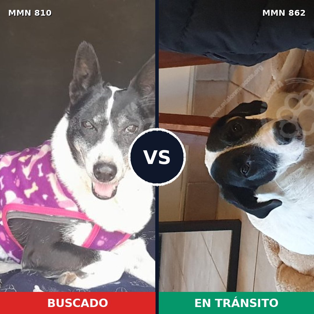Comparativa MMS 13759: mascota perdida y mascota encontrada, 51% de similitud
