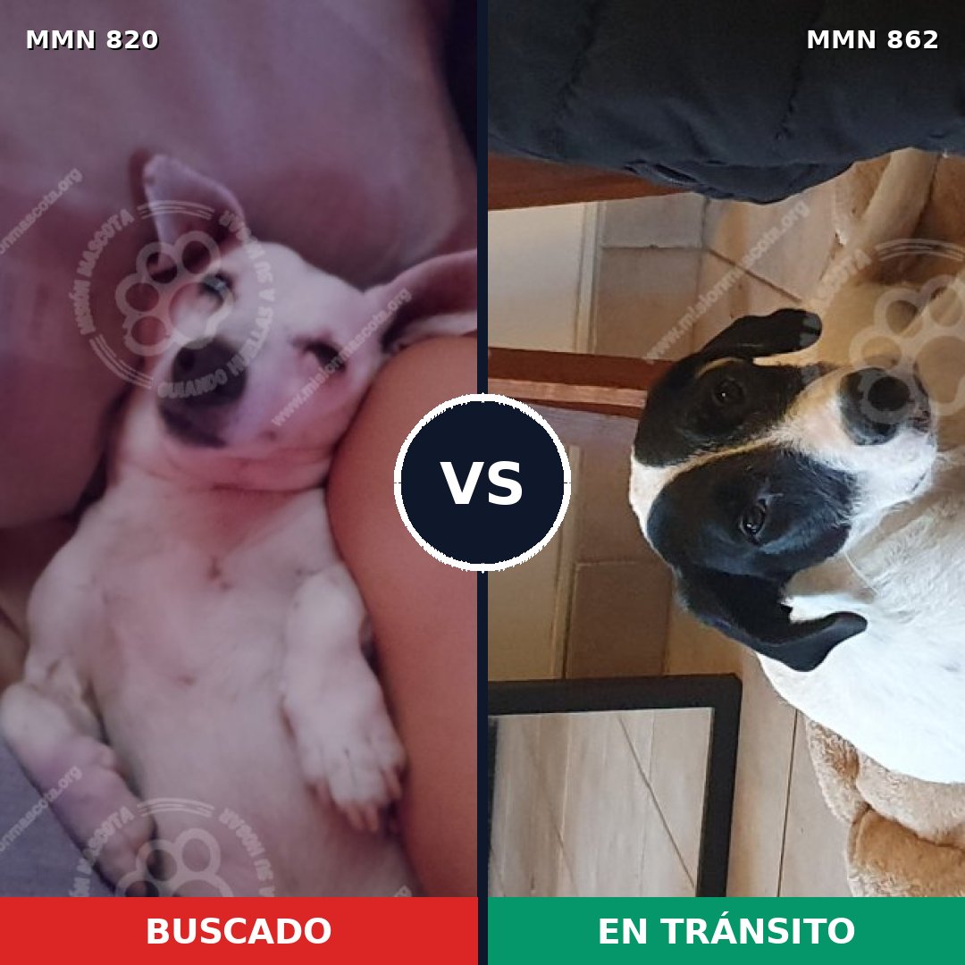 Comparativa MMS 13760: mascota perdida y mascota encontrada, 37% de similitud