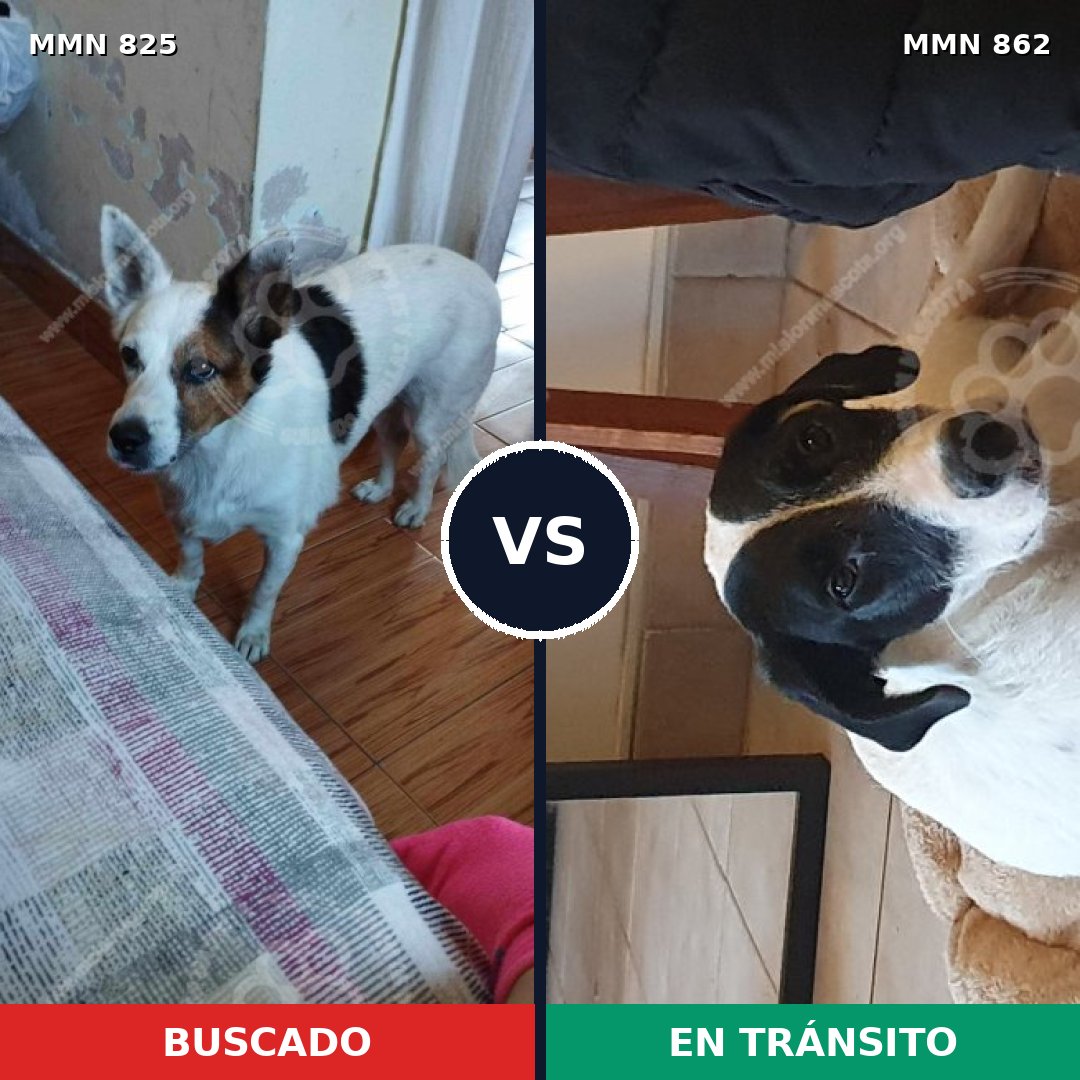 Comparativa MMS 13762: mascota perdida y mascota encontrada, 49% de similitud